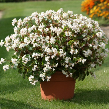 B. ‘Stara White’